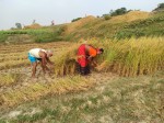 चितवनका किसानले पाएनन् चैते धानको न्यूनतम समर्थन मूल्य
