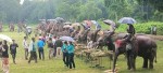 १४ औं अन्तराष्ट्रिय हात्ती दिवसका अबसरमा सौराहामा हात्तीलाई वनभोज