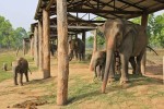 खोरसोरमा पर्यटकको आकर्षण : ‘गोविन्दे’ र ‘रोनाल्डो’ को रजगज