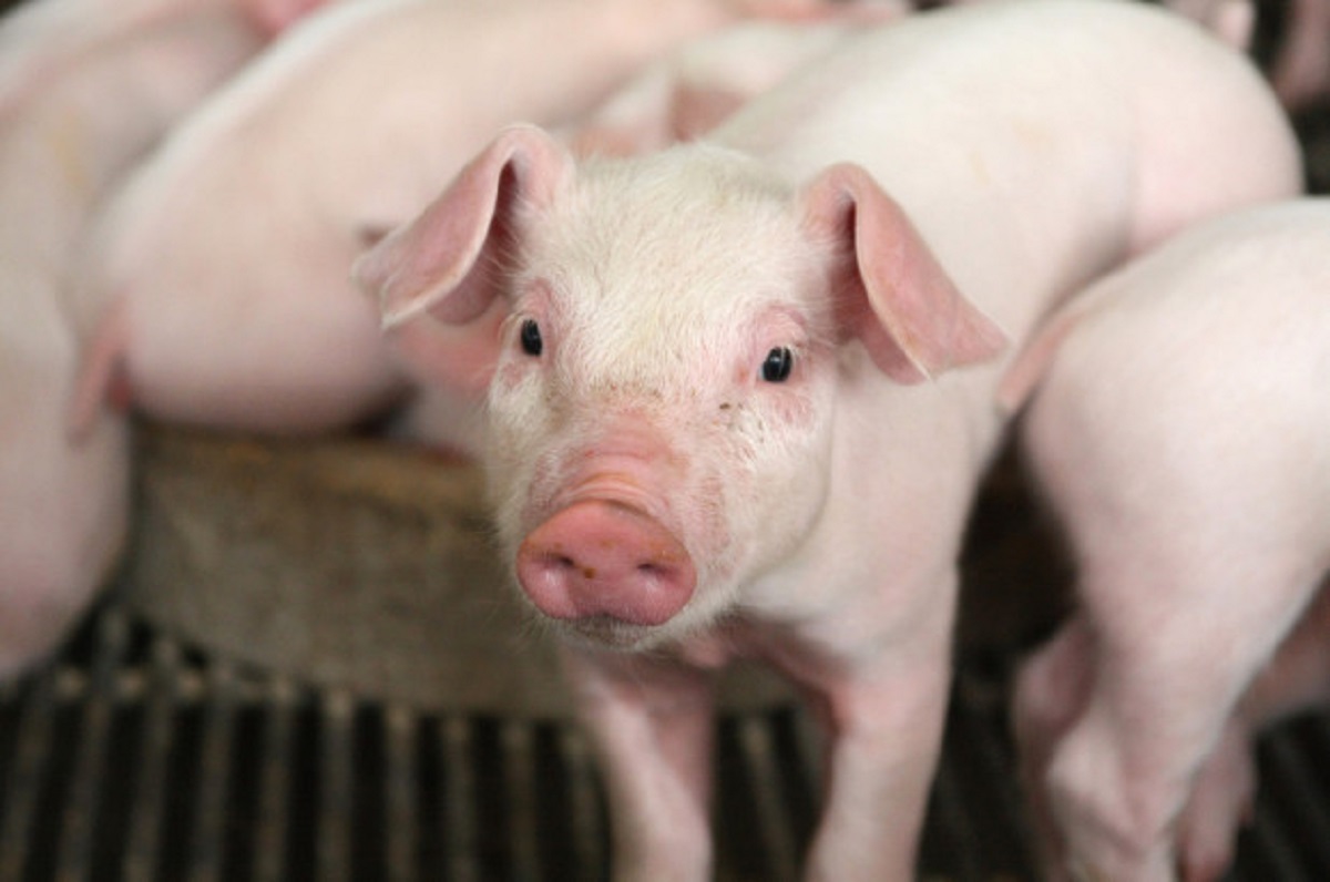 अफ्रिकन स्वाइन फिभरका कारण चितवनमा १२० बङ्गुर मरे