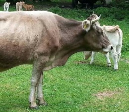 चितवनका ३० हजार पशुचौपायलाई लम्पीस्किनविरुद्धको खोप