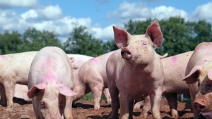 चितवनमा ‘अफ्रिकन स्वाइनफिभर’ले बङ्गुर मर्न थाले