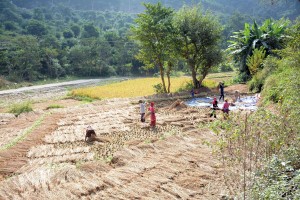 वर्षाले देशभर कृषि र पशुपन्छी क्षेत्रमा तीन अर्ब ५५ करोडको क्षति