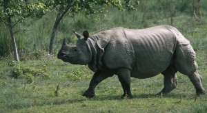 चितवन राष्ट्रिय निकुञ्जमा ५ सय १६ दिनदेखि रोकियो गैंडाको चाेरीशिकार