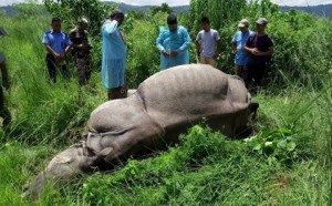 आठ महिनामा बीस गैंडा मृत फेला