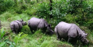 चितवन निकुञ्ज :  गैंडा, बाघ, भालु  सजिलै हेर्न पाउँदा पर्यटक फुरुङ्ग