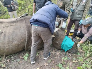 बस्ती पसेको गैँडालाई स्थानान्तरण गरियो