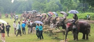 १४ औं अन्तराष्ट्रिय हात्ती दिवसका अबसरमा सौराहामा हात्तीलाई वनभोज