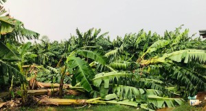 हुरीका कारण चितवनमा चार करोडभन्दा बढीको केरामा क्षति