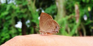 सौराहामा फेला पर्‍यो दुर्लभ पुतली ‘चाँदी धर्से बबुलपरी’