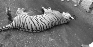 दुई जना मानिसको ज्यान लिएको नरभक्षी बाघ मर्‍यो