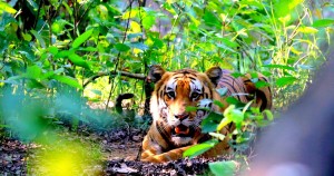 बाघ गणना आगामी पुसमा