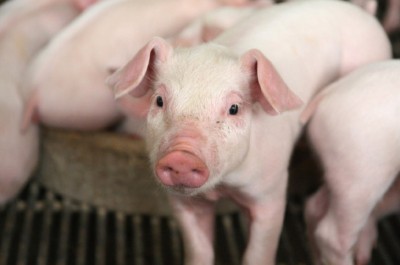 अफ्रिकन स्वाइन फिभरका कारण चितवनमा १२० बङ्गुर मरे