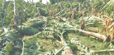 हुरीका कारण चितवनको केराखेतीमा १२ करोडको क्षति