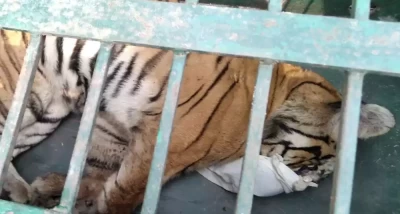 कसरी मरे पर्सा निकुञ्जभित्र ३ बाघ ? यस्तो छ कारण