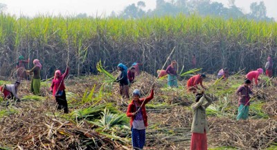 उखुको समर्थन मूल्य : प्रतिक्विन्टल ६ सय ३५ रुपैयाँ, किसानलाई अनुदान ७०