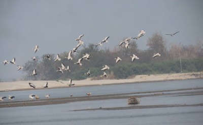 जाडो छल्न हिमालपारिबाट आउन थाले चरा