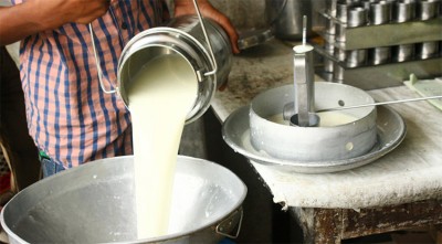 दुग्ध किसानले ४८ करोड पाउन बाँकी, भुक्तानी नपाए आन्दोलन गर्ने चेतावनी