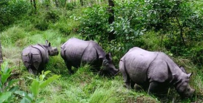 चितवन निकुञ्ज :  गैंडा, बाघ, भालु  सजिलै हेर्न पाउँदा पर्यटक फुरुङ्ग