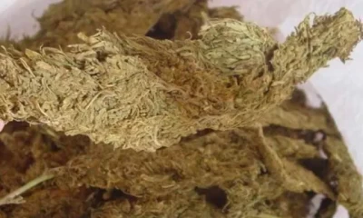ट्याङकरमा लुकाएको ५९४ किलो गाँजासहित ४ जना पक्राउ