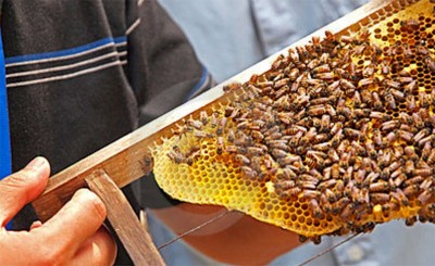 चितवनमा अन्तरराष्ट्रिय मौरी सम्मेलन हुने