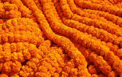 चितवनमा फूल आयात रोक्न माग