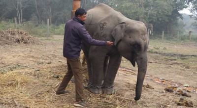 चितवनबाट लगिएको ‘शेषचन्द्र’ले अब शुक्लाफाँटामा पर्यटक घुमाउने