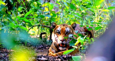 नारायणी किनारमा ‘मर्निङवाक’ गरिरहेका व्यक्तिलाई बाघले गर्यो आक्रमण