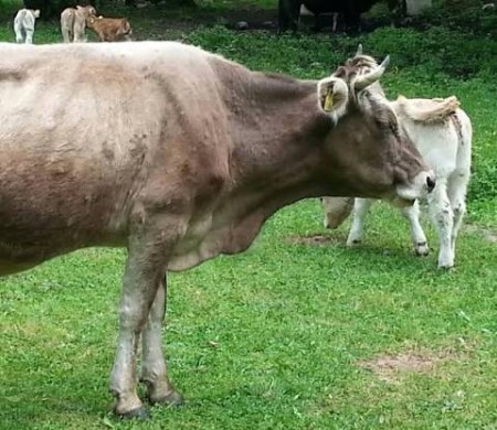 चितवनका ३० हजार पशुचौपायलाई लम्पीस्किनविरुद्धको खोप