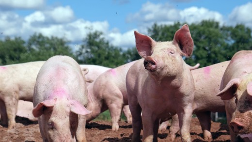 चितवनमा ‘अफ्रिकन स्वाइनफिभर’ले बङ्गुर मर्न थाले