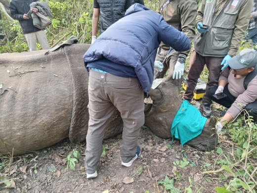 बस्ती पसेको गैँडालाई स्थानान्तरण गरियो