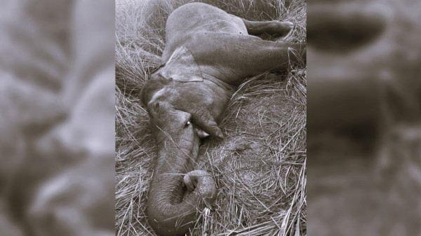 सेनाको गोली लागेर 'मकुना' को मृत्यु