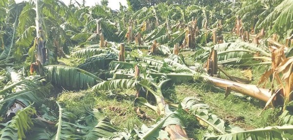 हावाहुरीले चितवनमा २५०० बिघाको केरा खेतीमा क्षति