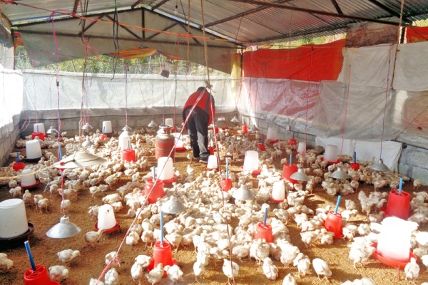 गृहमन्त्रीसँग चितवनका पोल्ट्री व्यवसायीको माग-सीमा नाकामा कडाइ गरियोस्