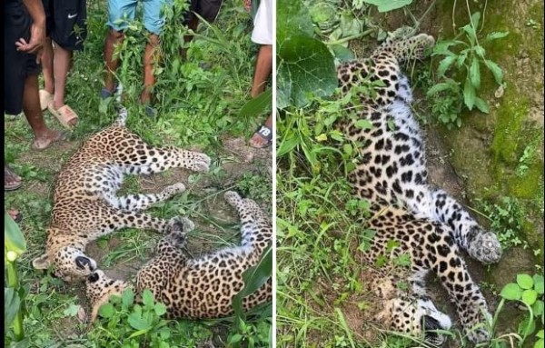 धादिङमा तीन चितुवा मृत भेटिए