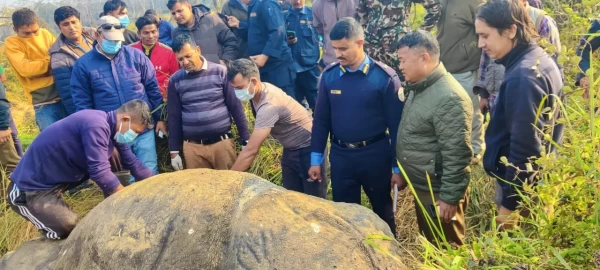 चितवनमा एक सिंगे गैंडा मृत फेला