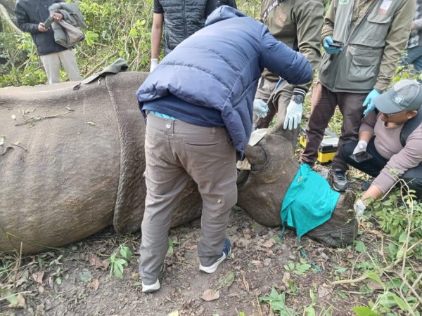 बस्ती पसेको गैँडालाई स्थानान्तरण गरियो