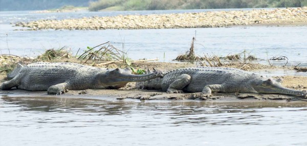 राप्तीमा थप २० घडियाल छाडियो