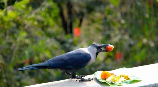 कार्तिक कृष्ण त्रयोदशी : आज काग तिहार मनाइँदै