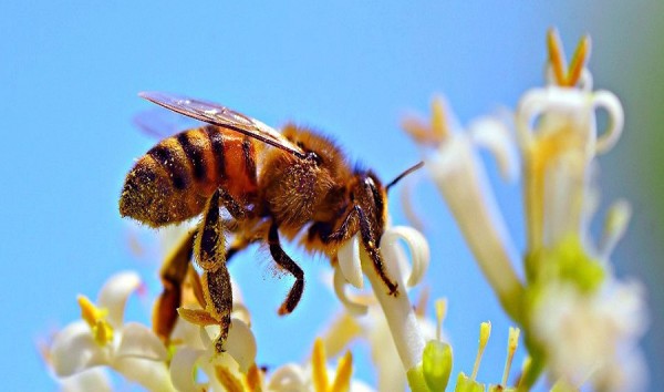 चितवनमा मौरी चरन क्षेत्र अभाव