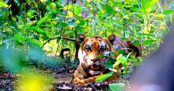 नारायणी किनारमा ‘मर्निङवाक’ गरिरहेका व्यक्तिलाई बाघले गर्यो आक्रमण