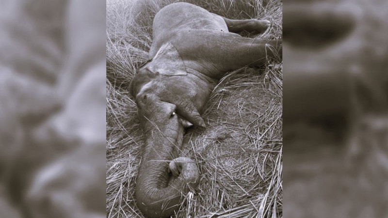 सेनाको गोली लागेर 'मकुना' को मृत्यु