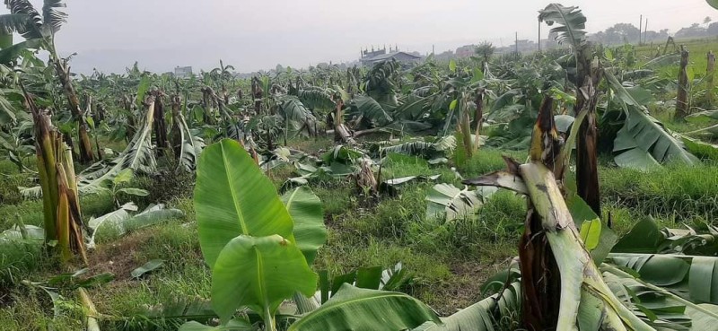 खैरहनीमा केराको बोट काटेको आरोपमा ४ बालक पक्राउ 