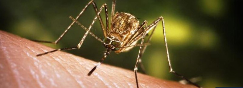 जापानिज इन्सेफलाइटिसबाट नवलपुरमा एक महिनामा तीन जनाको मृत्यु