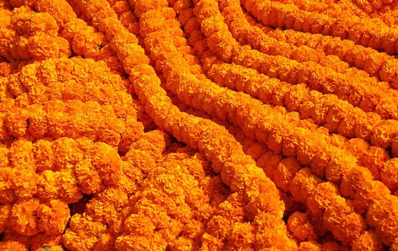 चितवनमा फूल आयात रोक्न माग