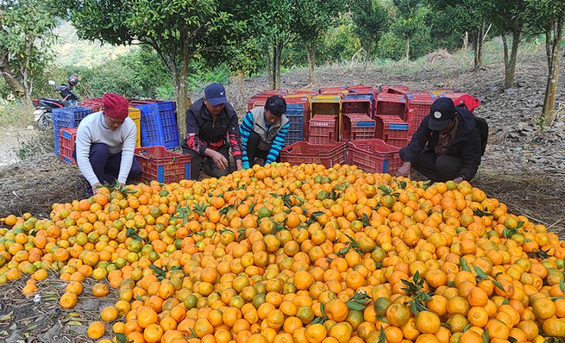 मुग्लिनमा सुन्तला महोत्सव