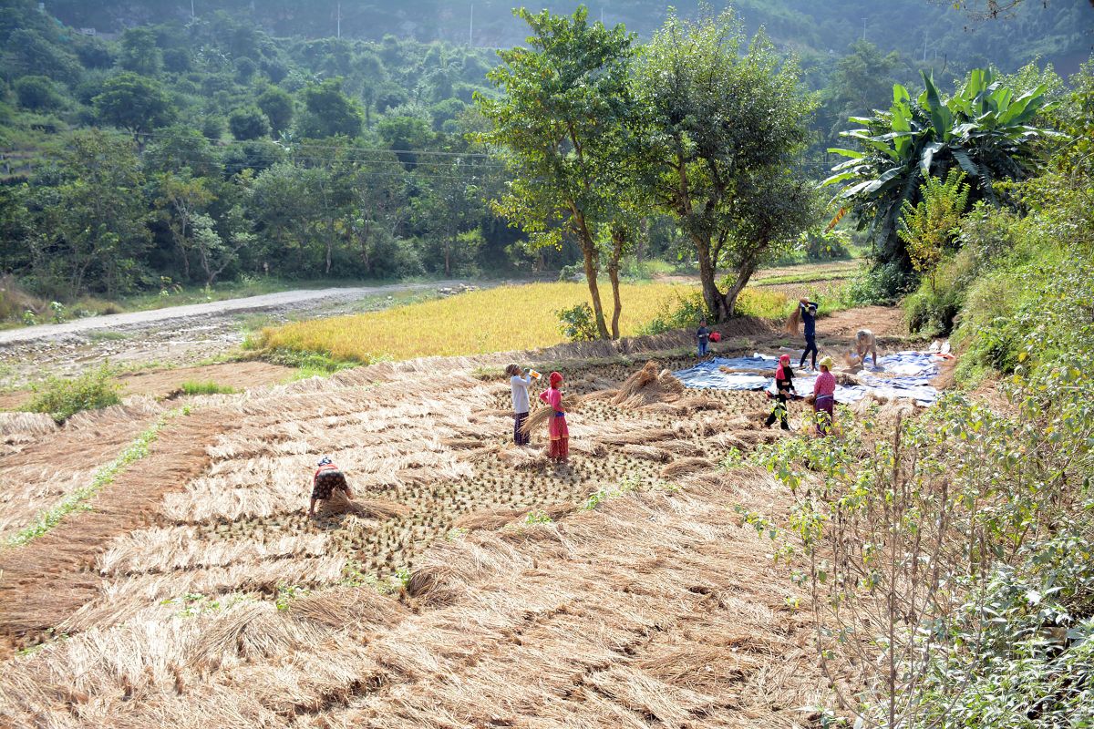 वर्षाले देशभर कृषि र पशुपन्छी क्षेत्रमा तीन अर्ब ५५ करोडको क्षति