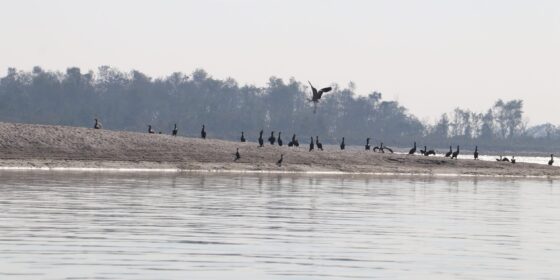 नारायणी नदी क्षेत्रमा भेटिए ४१ प्रजातिका चरा