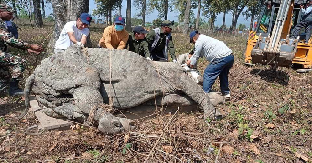 ३८ वर्षमा एक सय नौ गैँडा स्थानान्तरण, विभिन्न देशलाई २६ उपहार