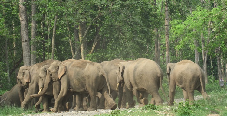 जङ्गली हात्तीको समूह चितवन निकुञ्जमा